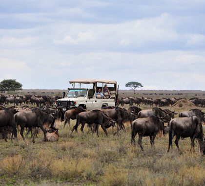 You will witness herds on the move and predators lurking, a definite highlight of the migration.