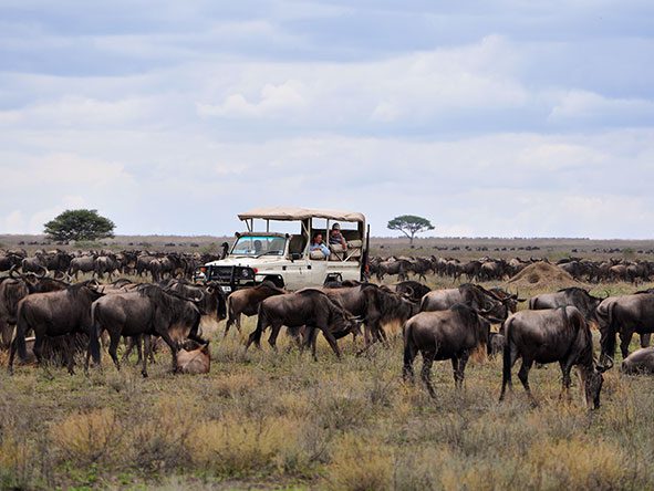 You will witness herds on the move and predators lurking, a definite highlight of the migration.