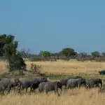 El delta del Okavango alberga grandes cantidades de elefantes.