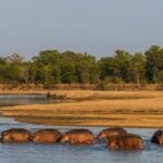 El Proyecto de Conservación de Luambe ofrece una experiencia única en una zona casi virgen, con la mayor población de hipopótamos de todo Luangwa.