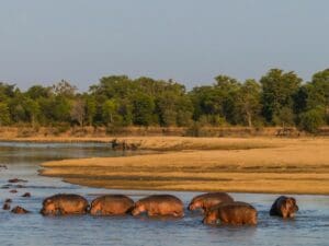 El Proyecto de Conservación de Luambe ofrece una experiencia única en una zona casi virgen, con la mayor población de hipopótamos de todo Luangwa.