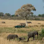 El Mapula Lodge es famoso por sus expertos guías de safari.