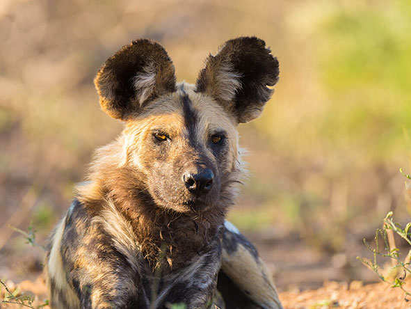 The Delta is a world-famous stronghold for endangered wild dog.