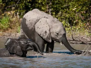 Disfrute de encuentros cercanos con elefantes bañándose durante los paseos en barco o en mokoro.