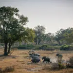 Mapula está situada en una isla boscosa dentro de las llanuras de inundación del misterioso aliviadero de Selinda.