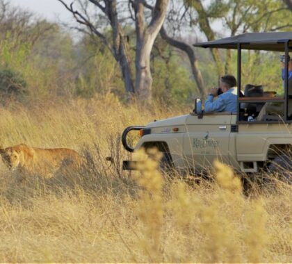 Go on thrilling game drives in prime big game country.