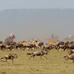 Gallop alongside hundreds of migrating wildebeest – an extraordinary experience.