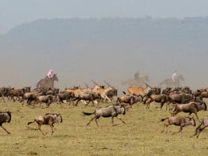Gallop alongside hundreds of migrating wildebeest – an extraordinary experience.
