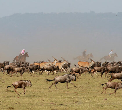 Gallop alongside hundreds of migrating wildebeest – an extraordinary experience.