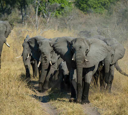 Enjoy thrilling game drives in pristine wilderness, home to a large variety of animals.