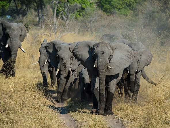 Enjoy thrilling game drives in pristine wilderness, home to a large variety of animals.