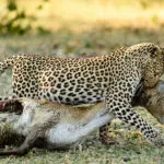 Descubre una impresionante variedad de depredadores, como el esquivo leopardo.