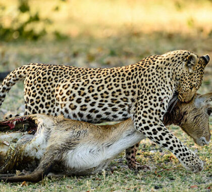 Spot a breath-taking variety of predators like elusive leopard.