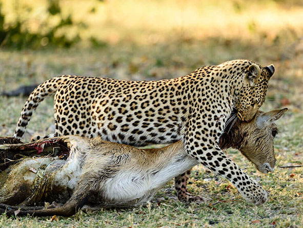 Spot a breath-taking variety of predators like elusive leopard.