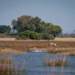 El delta del Okavango es uno de los últimos edenes de África.