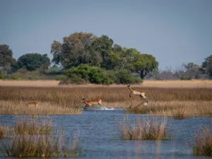 El delta del Okavango es uno de los últimos edenes de África.