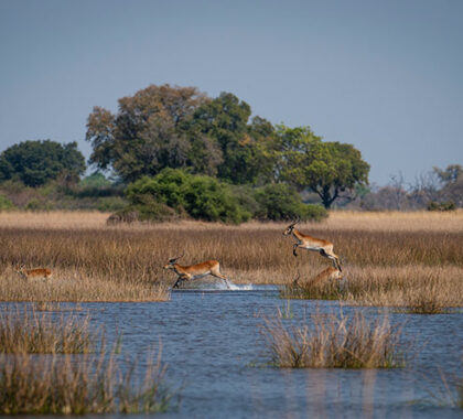 The Okavango Delta is one of Africa’s last remaining Edens.