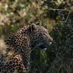 Los leopardos son maestros del sigilo y el camuflaje, así que avistar uno es una auténtica delicia.