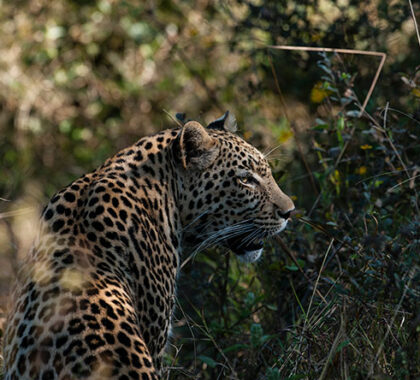 Leopards are masters of stealth and camouflage – spotting one is a real treat!