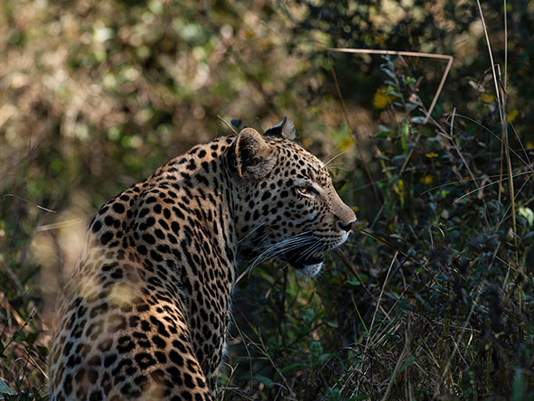 Leopards are masters of stealth and camouflage – spotting one is a real treat!