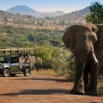 Avistamiento de animales Big 5 en el Parque Nacional de Pilanesberg | Bakubung Bush Lodge