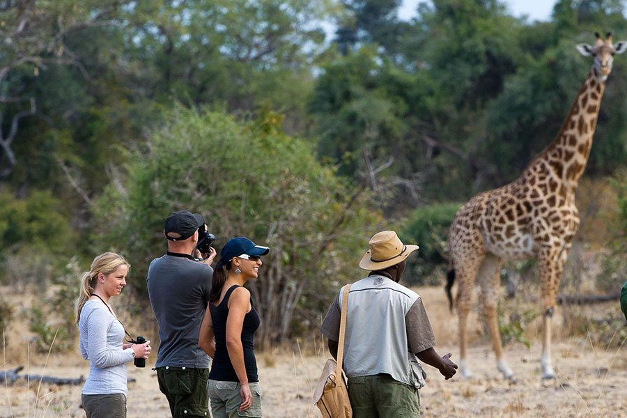 Several people looking at a giraffe on a walking safari in South Luangwa National Park | Go2Africa