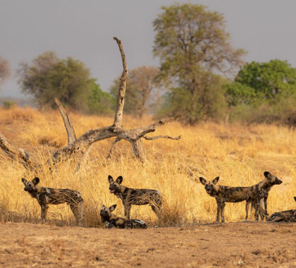 See the wild dogs of South Luangwa.