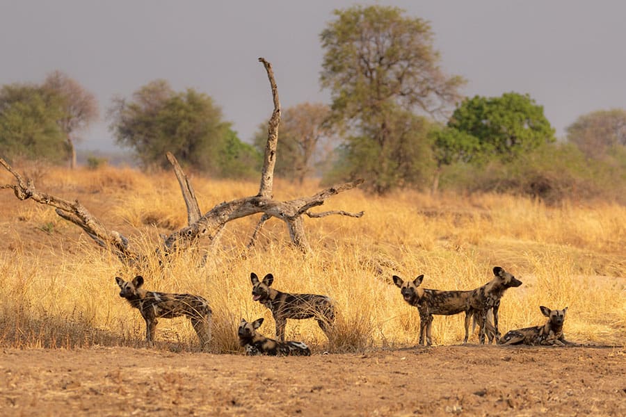 Perros salvajes descansando en el Parque Nacional de South Luangwa, Zambia | Go2Africa