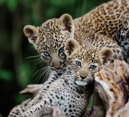 Parque Nacional Kruger vs Masai Mara vs Serengeti: ¿Cuál es mejor para un safari?