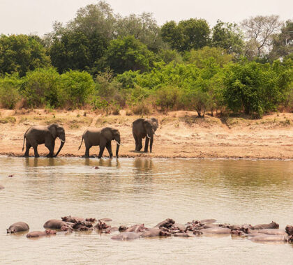 Unmatched views of the Luangwa River and its elephants and hippos.