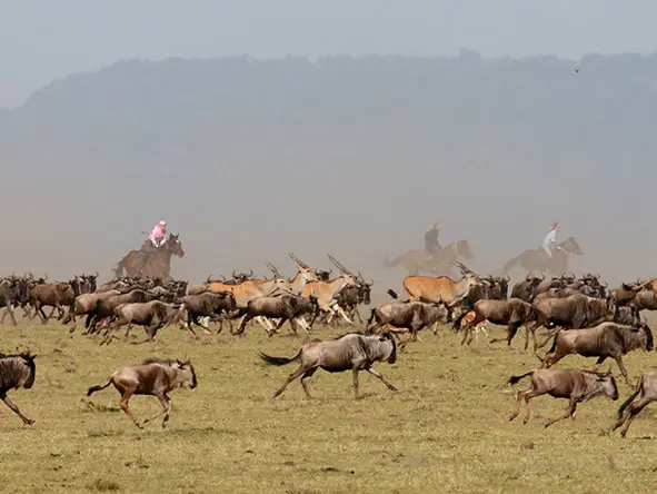 The astonishing number of wildebeest that arrive from about July to November.