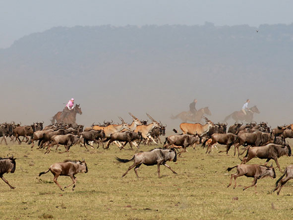 The astonishing number of wildebeest that arrive from about July to November.