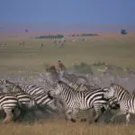 A bucketlist experience, riding on a horse during the busiest season in Africa.