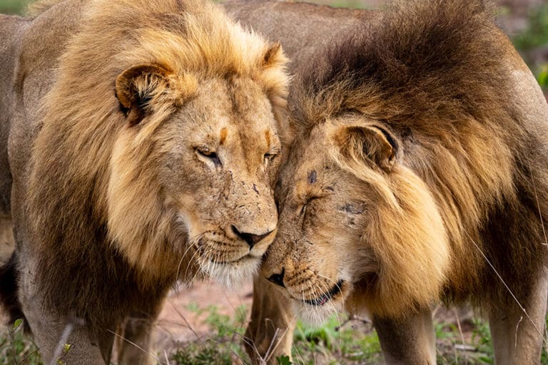 Exceptional game viewing.