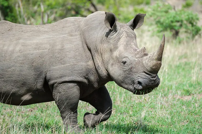 Big5 rhino sighting.