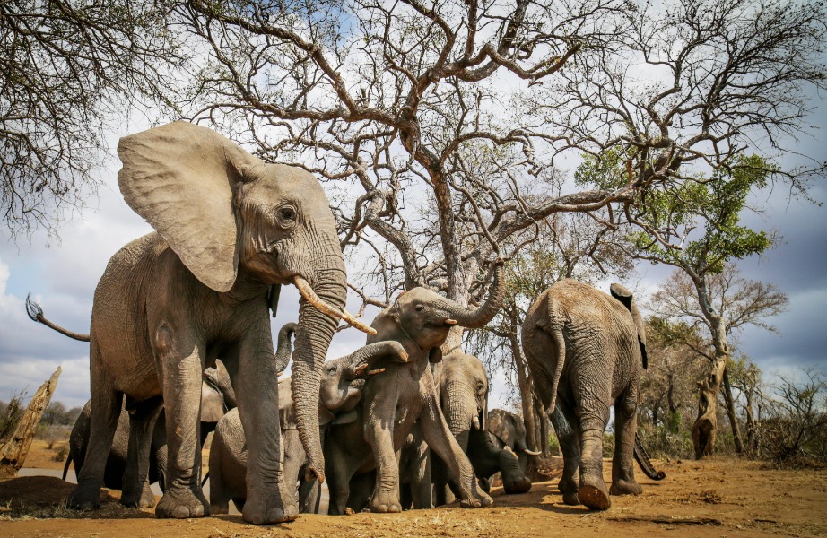 Elephants at Camp Jabulani, South Africa | Go2Africa