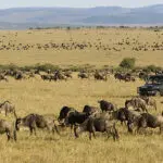 La migración de los ñus desde el campamento Rekero en el Masai Mara 