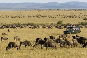 La migración de los ñus desde el campamento Rekero en el Masai Mara 
