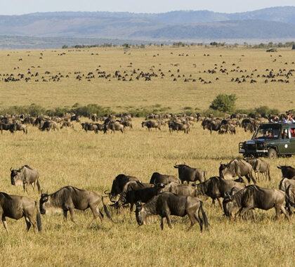 Rekero-Camp-Wildebeest-Migration
