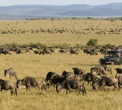 La migración de los ñus desde el campamento Rekero en el Masai Mara 