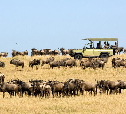 Wilderness Migration game drive.