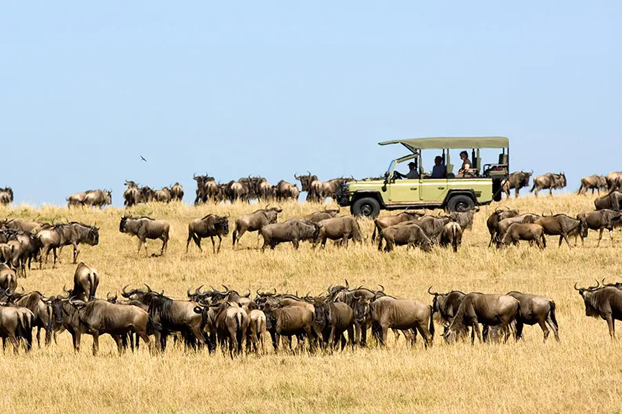 Un vehículo de safari en medio de las manadas de ñus durante la migración de ñus en el norte del serengeti.