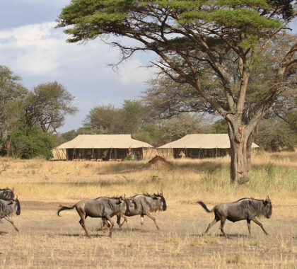 12 Best Tanzania Safari Tours