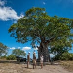 Camine por el Parque Nacional de Liwonde, rico en animales, y observe aves en gigantescos baobabs.
