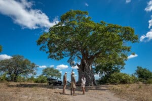 Camine por el Parque Nacional de Liwonde, rico en animales, y observe aves en gigantescos baobabs.
