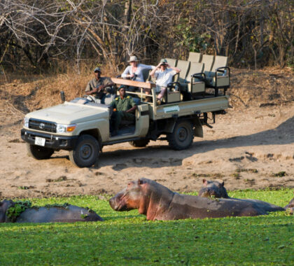 Open vehicle game drives are on offer for uninterrupted views of the wild.
