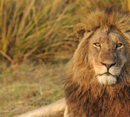 Lion male (Panthera leo) resting in Busanga Plains of Kafue National Park, Zambia