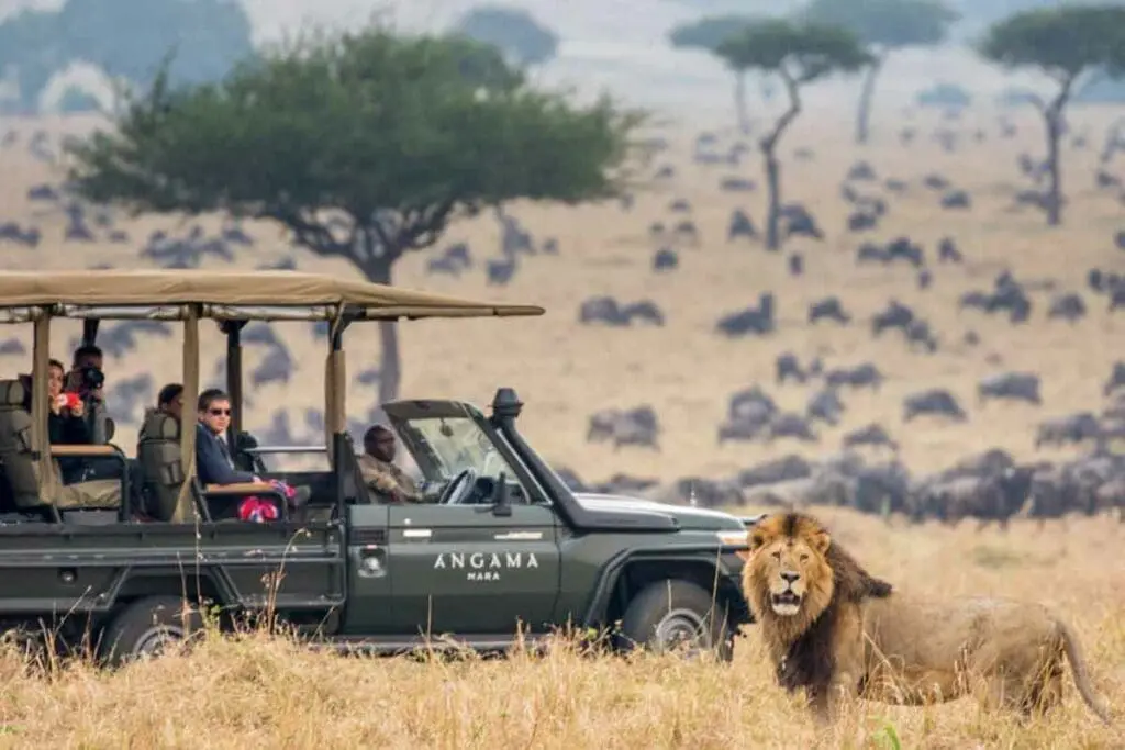 A game vehicle from Angama Mara sitting and observing a lion to the right of them and countless wildebeest to the left | Go2Africa