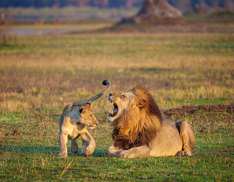 Family squabbles. 