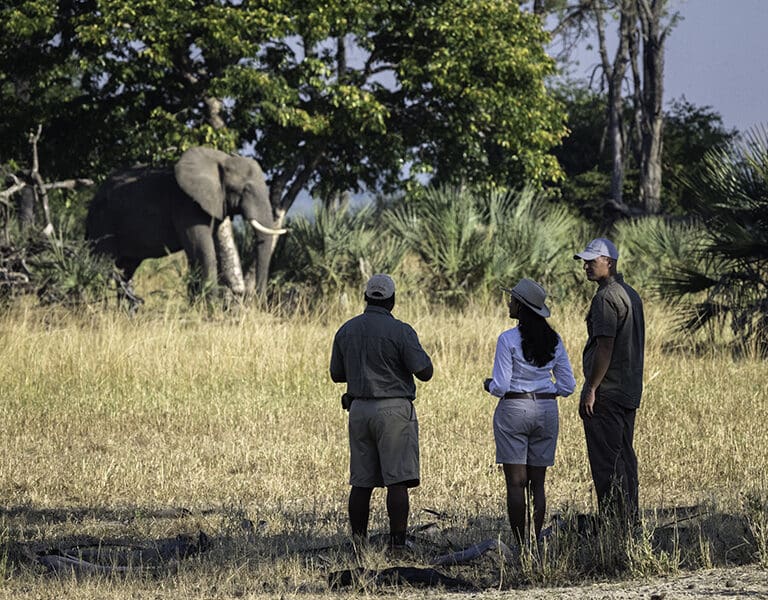 Go a walking safari and get closer to nature. 